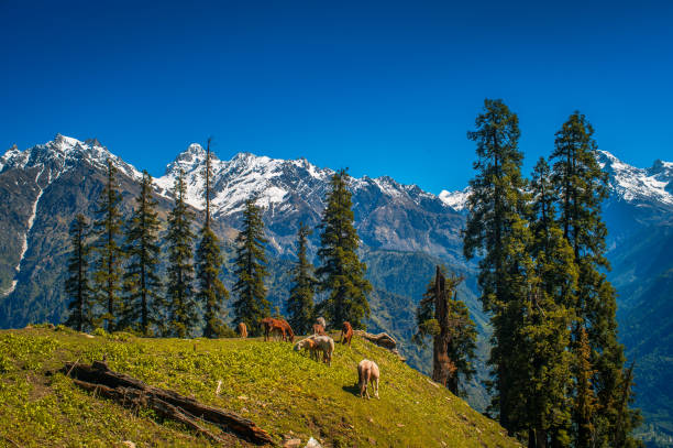 Kasol Travel: Best Cafes, Treks and Hidden Gems to Explore