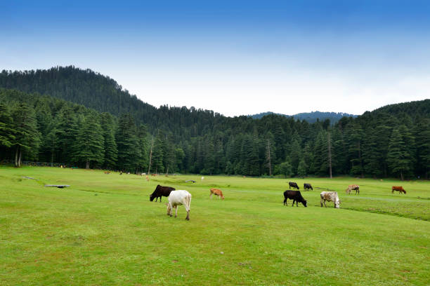 Dalhousie Tourist Places: 12 Best Places to Visit in Dalhousie