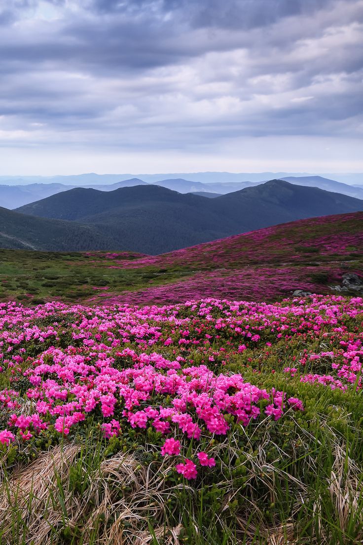 Yumthang Valley of Flowers: Sikkim’s Hidden Flower Paradise