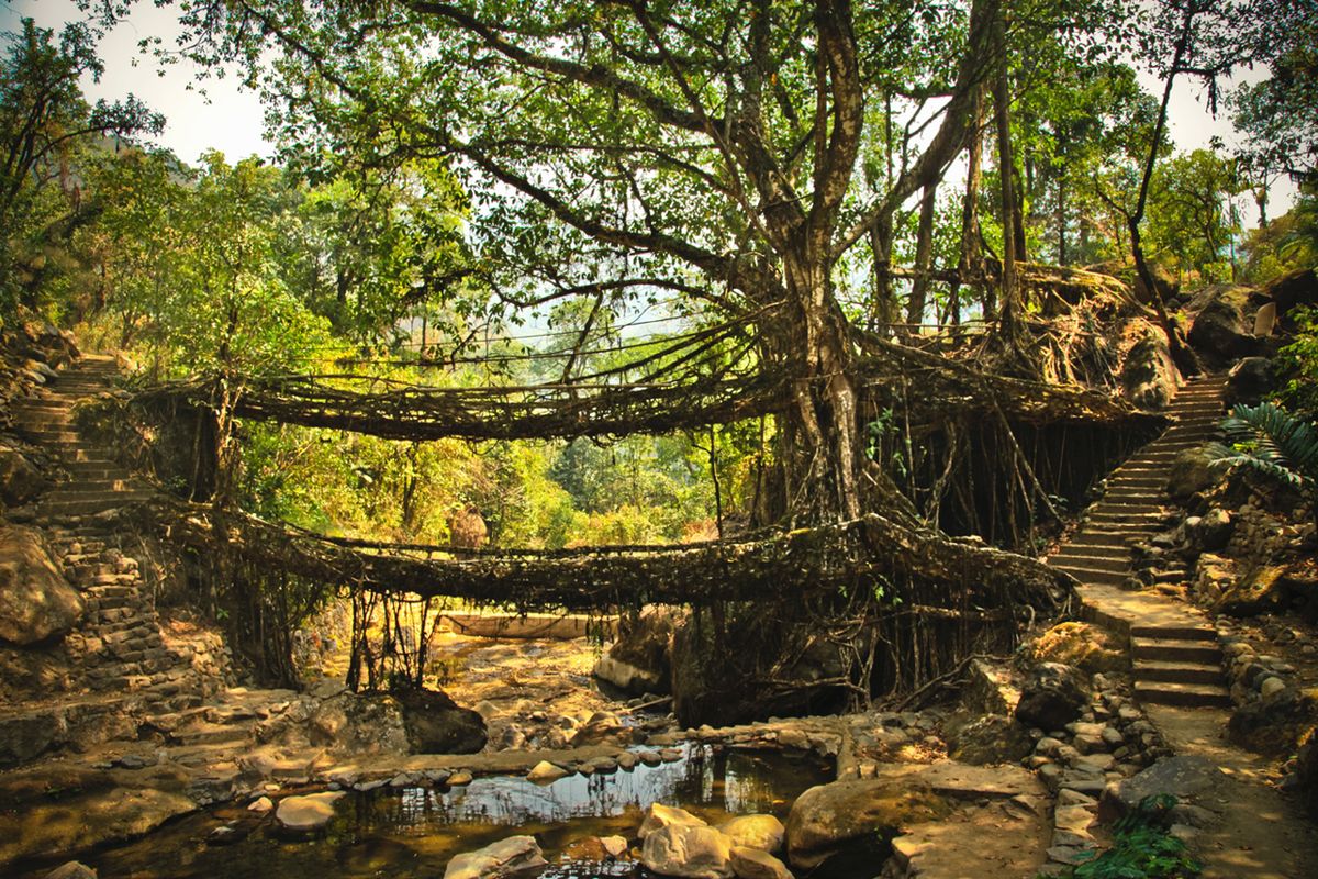 Living Root Bridges in Meghalaya: Distance, Trek & Complete Visitor Guide