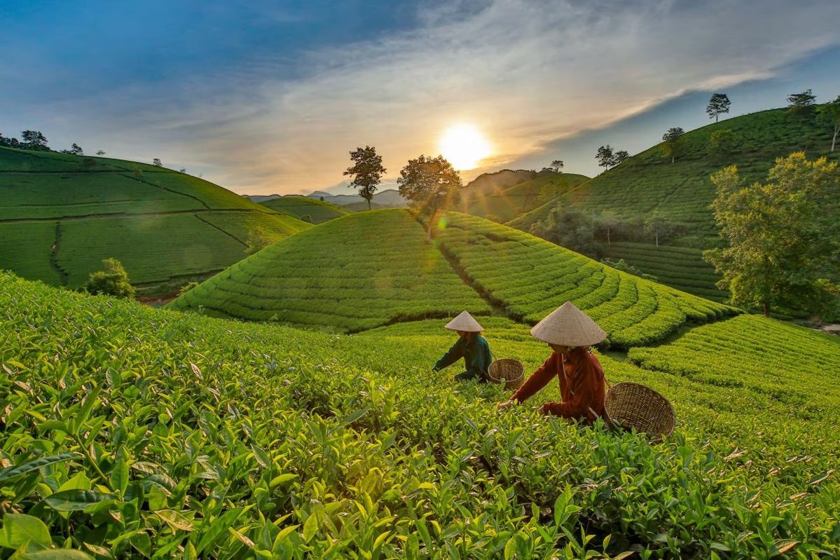 The Ultimate Coffee Trail of Karnataka: From Coorg to Chikmagalur