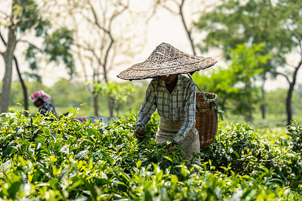 Assam Tour Package From Hydrabad 4 Nights/ 5 Days