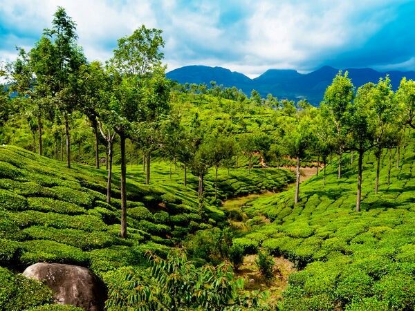 Kerala Tour Package from Surat 4 Nights/ 5 Days