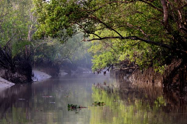 Sundarbans & Digha Tour Package 4 Nights/ 5 Days