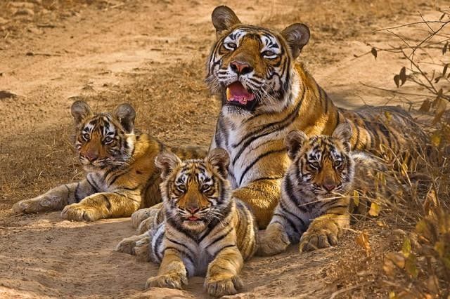 Kanha National Park Tour Package 3 Nights/ 4 Days