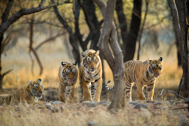 Ranthambore & Jaipur Wildlife Tour Package – 4 Nights/5 Days
