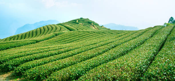 Assam Tour Package From Chennai 4 Nights/ 5 Days