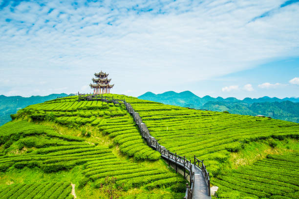 Exotic Kerala Munnar Tour Package 2 Nights/ 3 Days