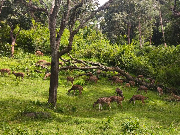Dadra & Nagar Haveli Wildlife Tour Package 3 Nights/ 4 Days 