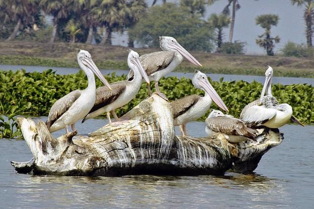Puri, Konark & Chilika Tour Package 5 Nights/ 6 Days