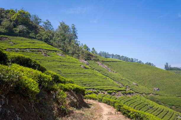 Kochi & Munnar Tour Package – 4 Nights/5 Days