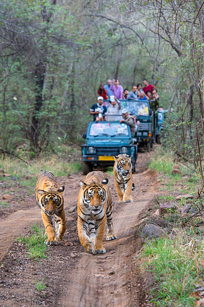 Ranthambore Tiger Safari Tour Package – 3 Nights/4 Days