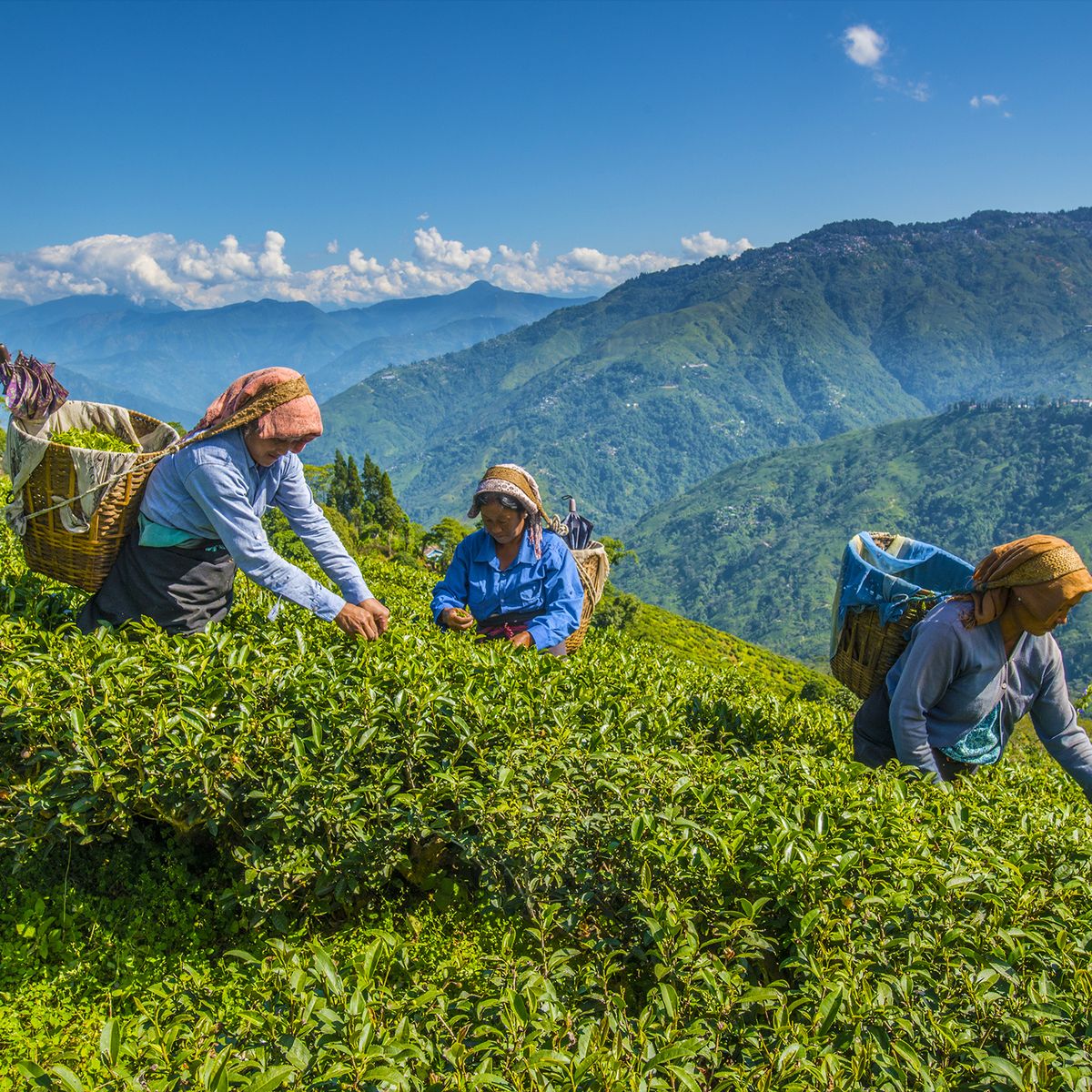 Majuli & Jorhat Tour Package 5 Nights/ 6 Days