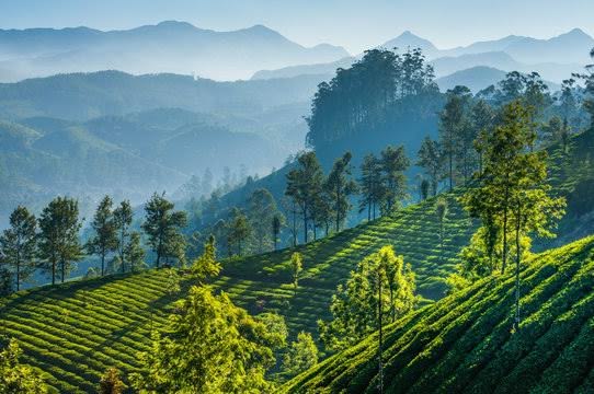 Kalimpong, Darjeeling & Gangtok Tour Package 7 Nights/ 8 Days 