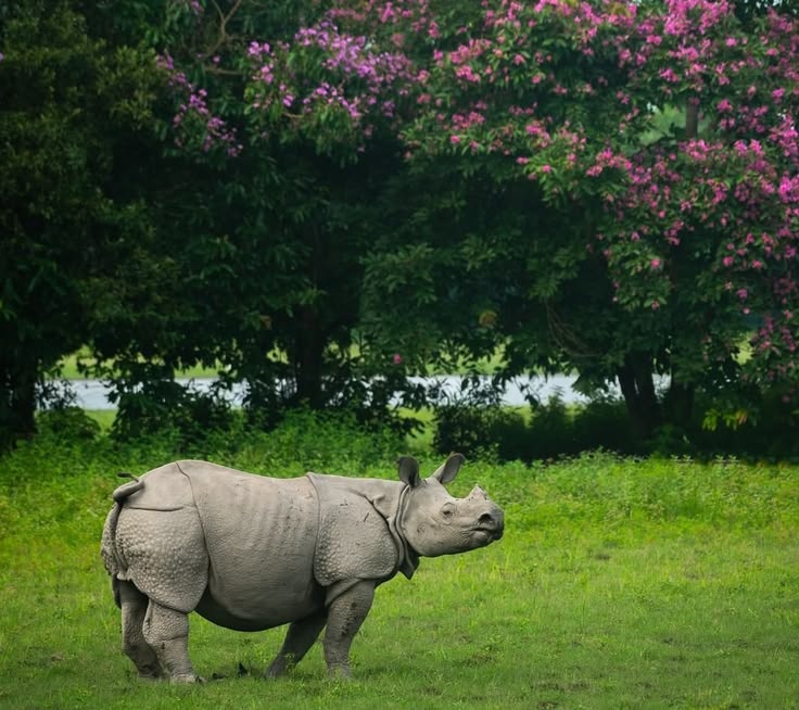 Assam Tour Packages for Family 5 Nights/ 6 Days