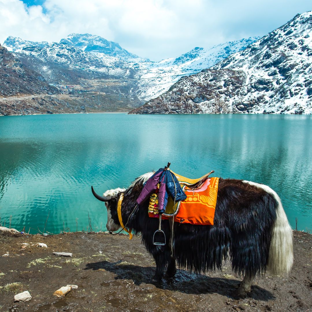 East Sikkim Honeymoon Package 4 Nights/ 5 Days 
