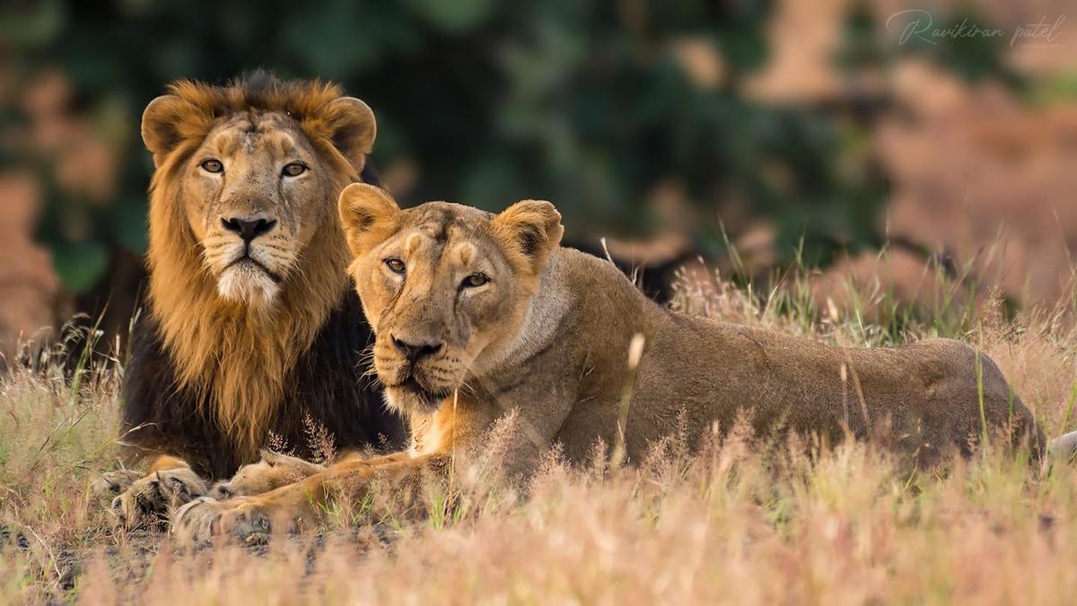 Gir National Park Tour Package 2 Nights/ 3 Days