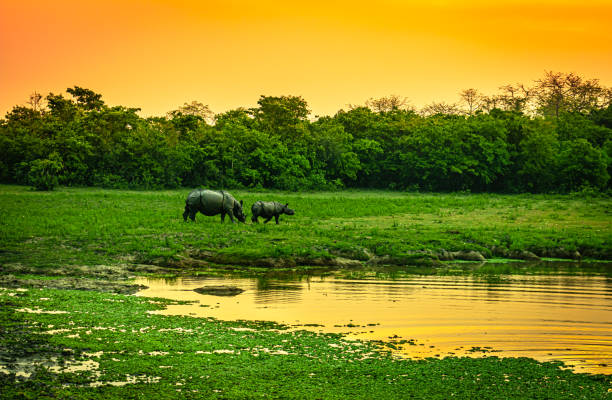 Kaziranga Tour Package from Delhi – 3 Nights/4 Days