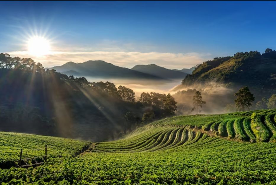 Darjeeling Tea Garden Tour Package 4 Nights/ 5 Days
