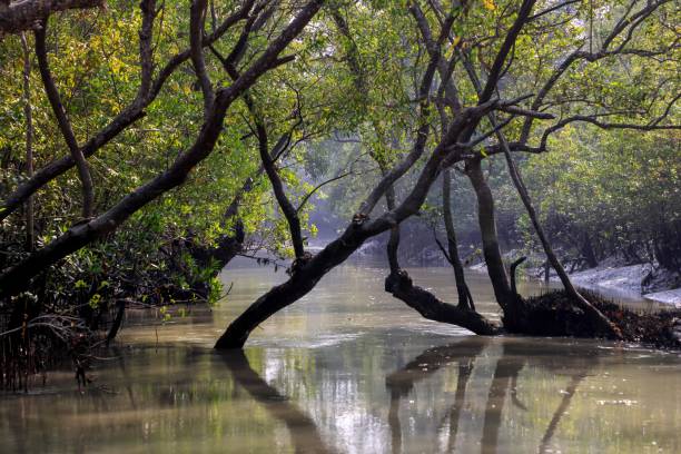 Sundarban Tour Package from Kolkata 2 Nights/ 3 Days