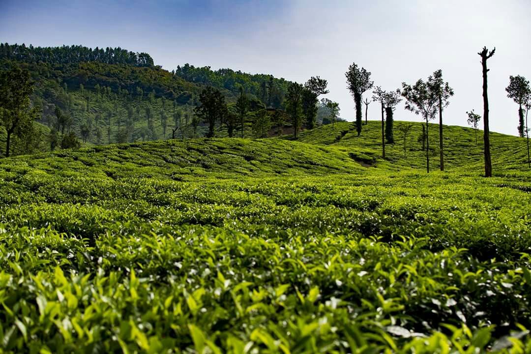 Chikmagalur Tour Package 2 Nights/ 3 Days
