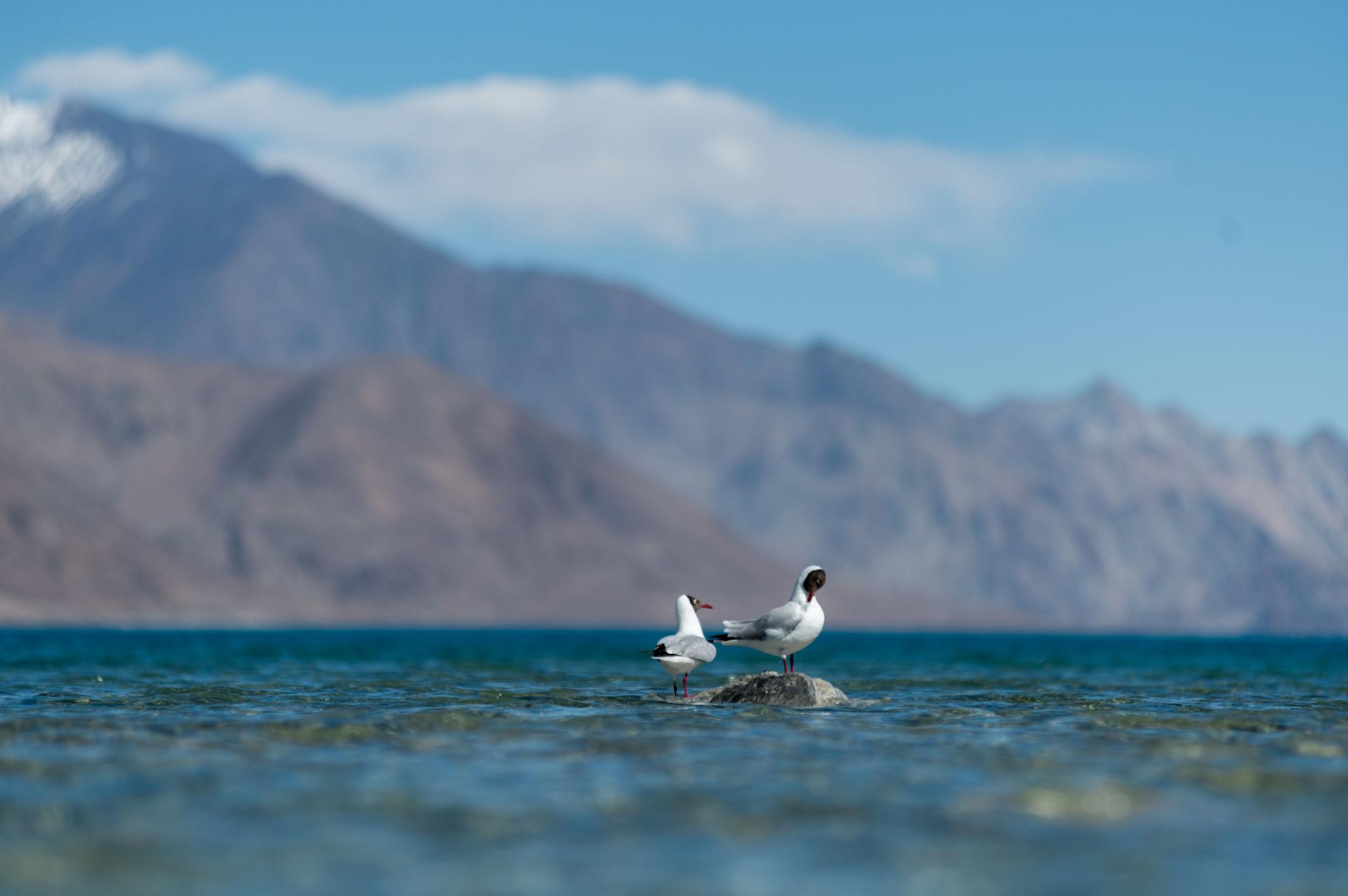 Pangong Lake Tour Package 4 Nights/ 5 Days