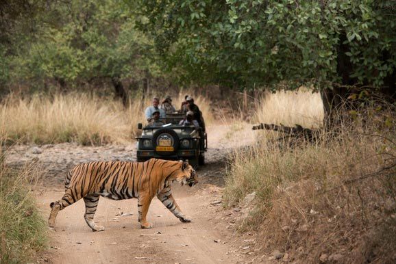 Tigers of Central India: Wildlife Safari Tour 