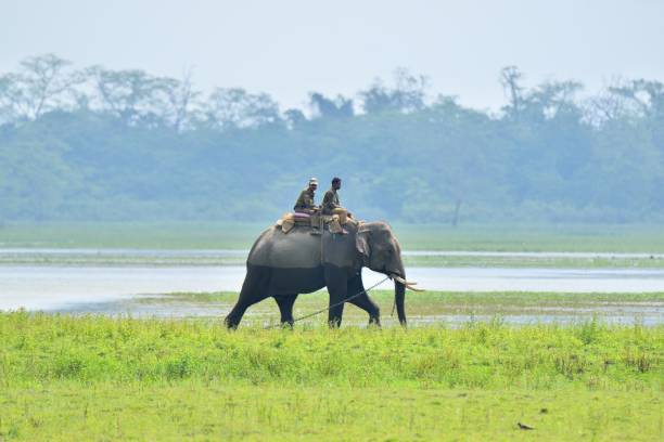 Kaziranga Jungle Safari Package 2 Nights/ 3 Days 