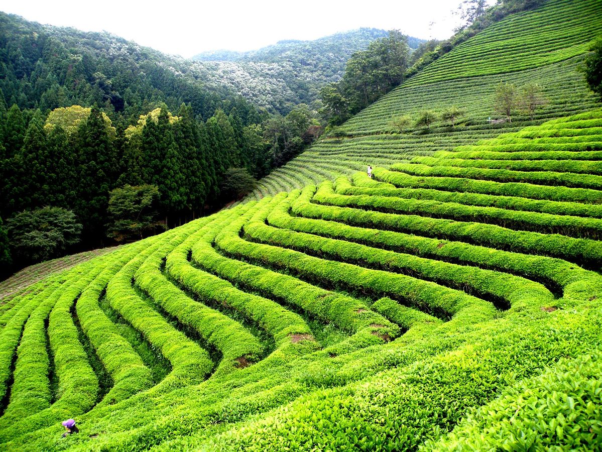 Dharamshala Dalhousie & Palampur Tour Package 5 Nights/ 6 Days