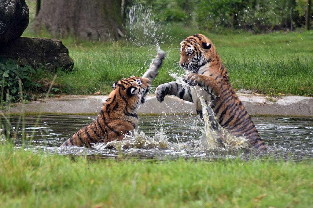 Sundarbans Jungle Safari Tour Package 2 Nights/ 3 Days