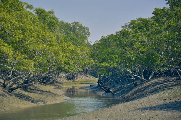 Sundarban Tour Package from Canning 3 Nights/ 4 Days