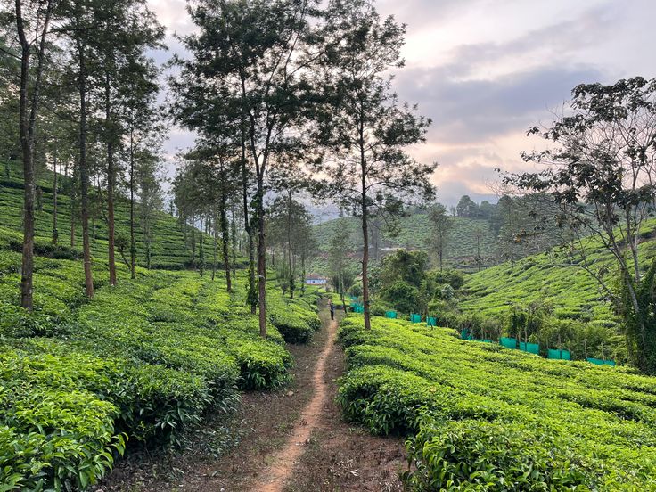 Wayanad Tour Package 3 Nights/ 4 Days
