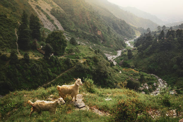 Dharamshala McLeod Ganj Tour Package 2 Nights/ 3 Days