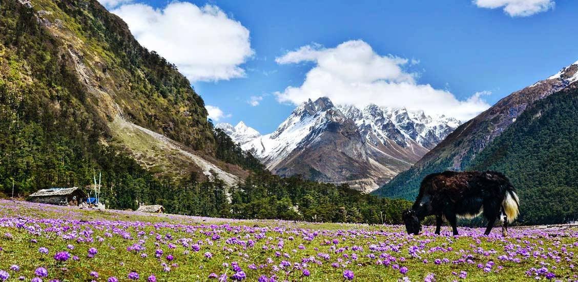 Lachung and Yumthang Valley Tour Package 3Nights/ 4Days