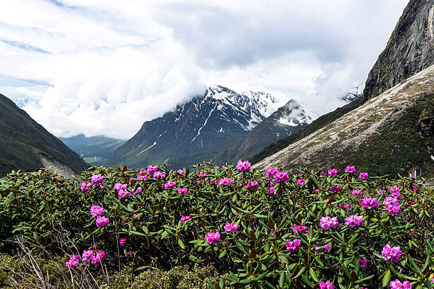 Gangtok & North Sikkim Tour Package 4 Nights/ 5 Days