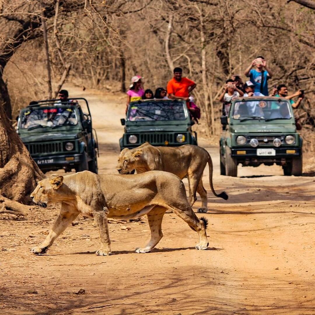 Gir & Junagadh Tour Package 4 Nights/ 5 Days